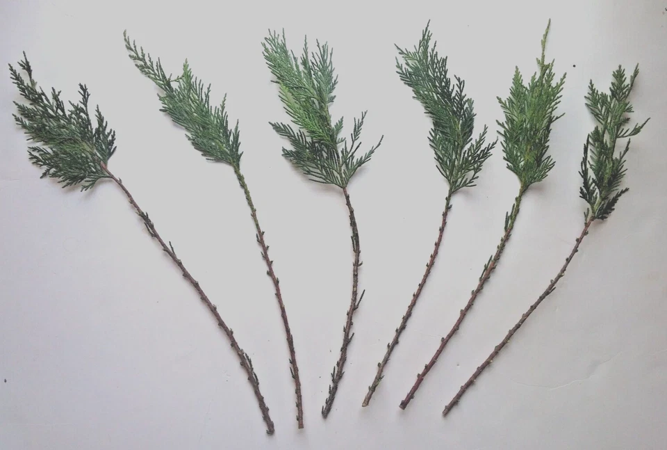 Leyland Cypress Cuttings – 75 Fresh Unrooted Cuttings for Rooting, Fast Growing Privacy Hedge Starter Plants