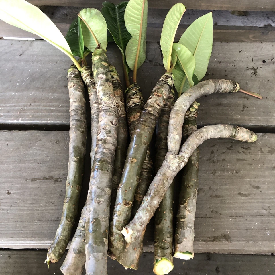 Plumeria Cuttings 8–12 Inch – 5 Tropical Flower Cuttings in White Pink Yellow Tricolor for Propagation