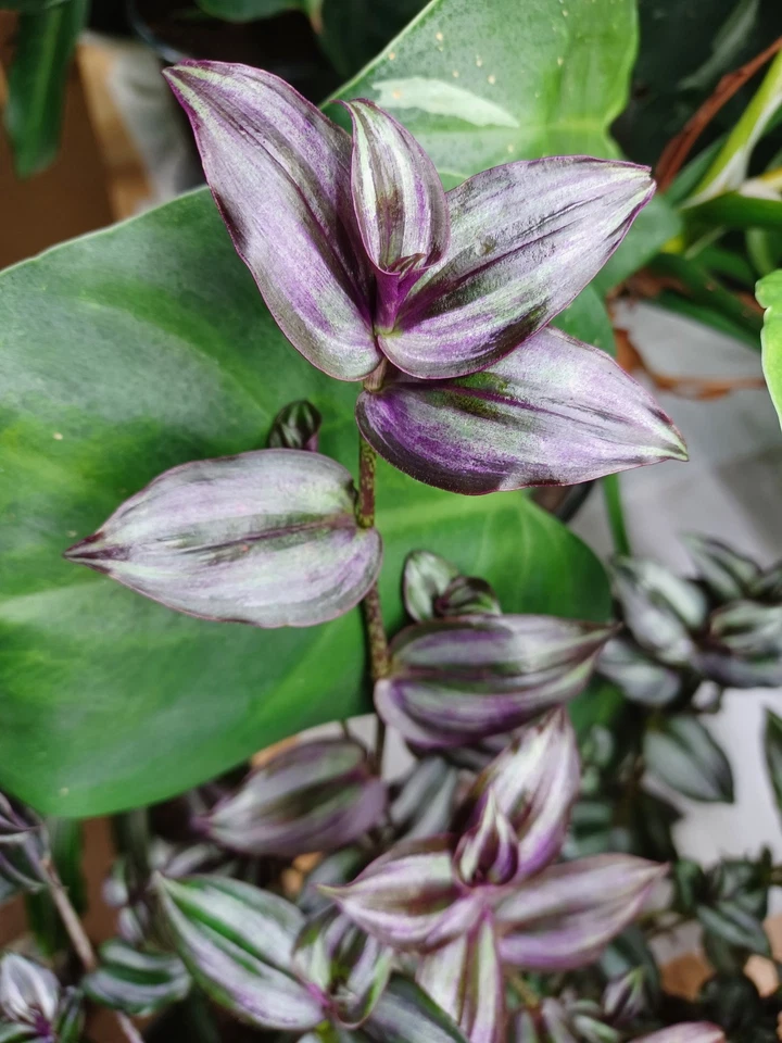 Tradescantia Zebrina ‘Violet Hill’ Cuttings – Colorful Purple Houseplant Cuttings – Fresh Unrooted Stems