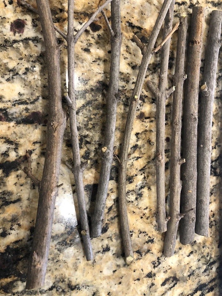 Wonderful Pomegranate Cuttings for Planting – 4 Fresh Punica Granatum Stems from Mature Plant