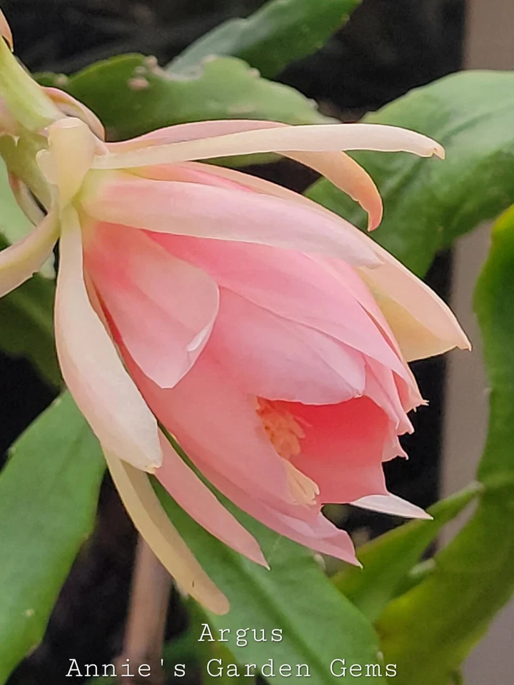 Epiphyllum ‘Argus’ Unrooted Cuttings – Orchid Cactus Live Plant, 8–10 Inch Fresh Starter Cuttings