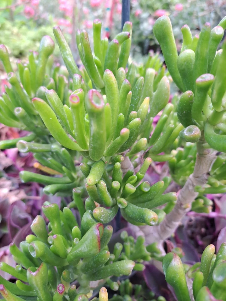 Ogre Ears Gollum Jade Plant Cuttings for Planting – 3 Dwarf Green Crassula Succulent Stems