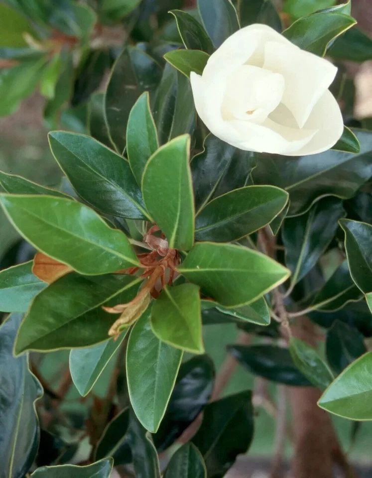 Magnolia Little Gem Cuttings – 3 Live Cuttings for Rooting or Grafting
