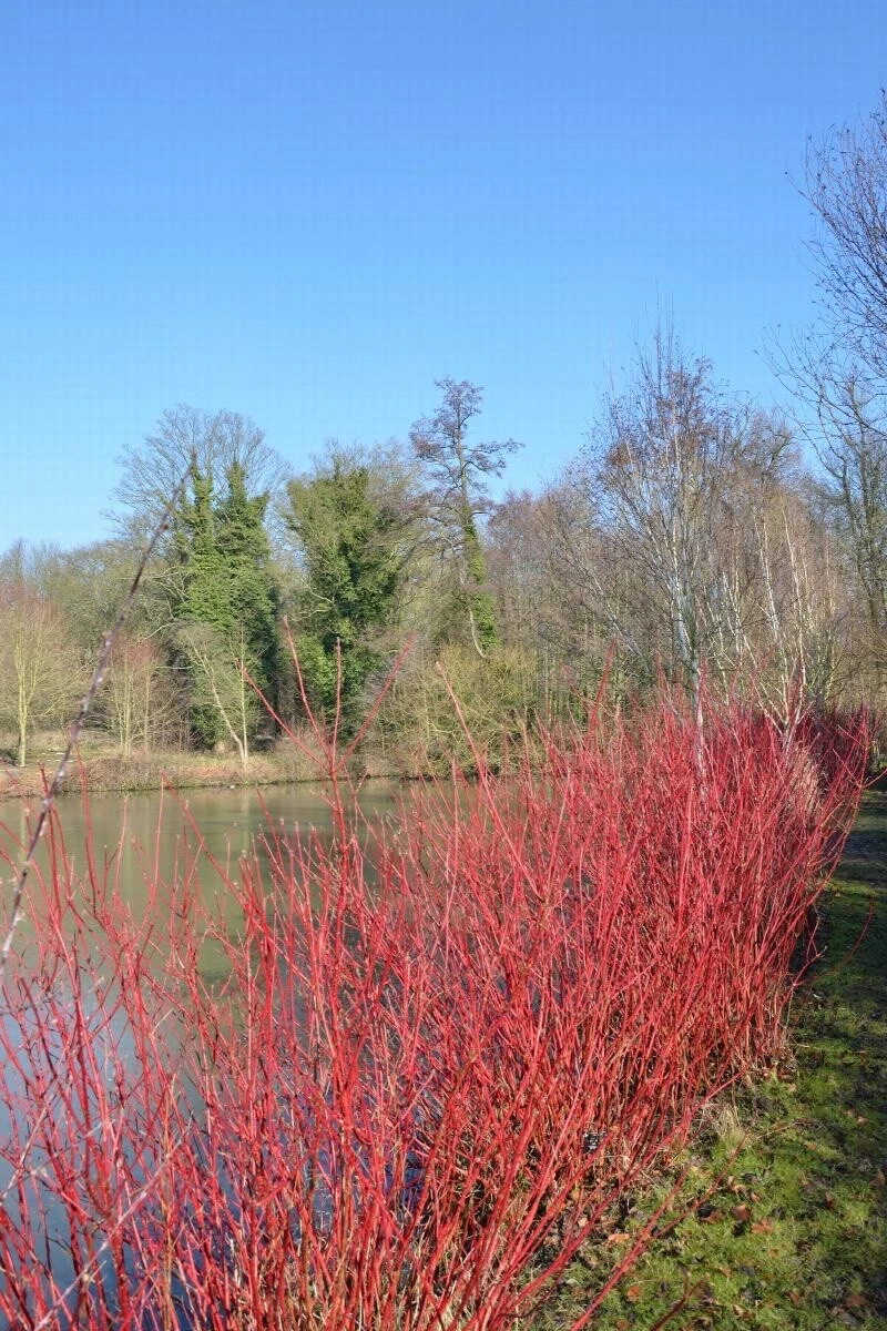 Red Twig Dogwood Cuttings – 50 Cornus amomum Unrooted 10 Inch Cuttings Cut to Order