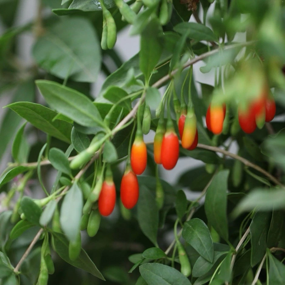 Goji Berry Plant in Pot – Live Lycium Barbarum Starter, Ready to Plant, Easy Grow Fruit Shrub for Garden or Containers