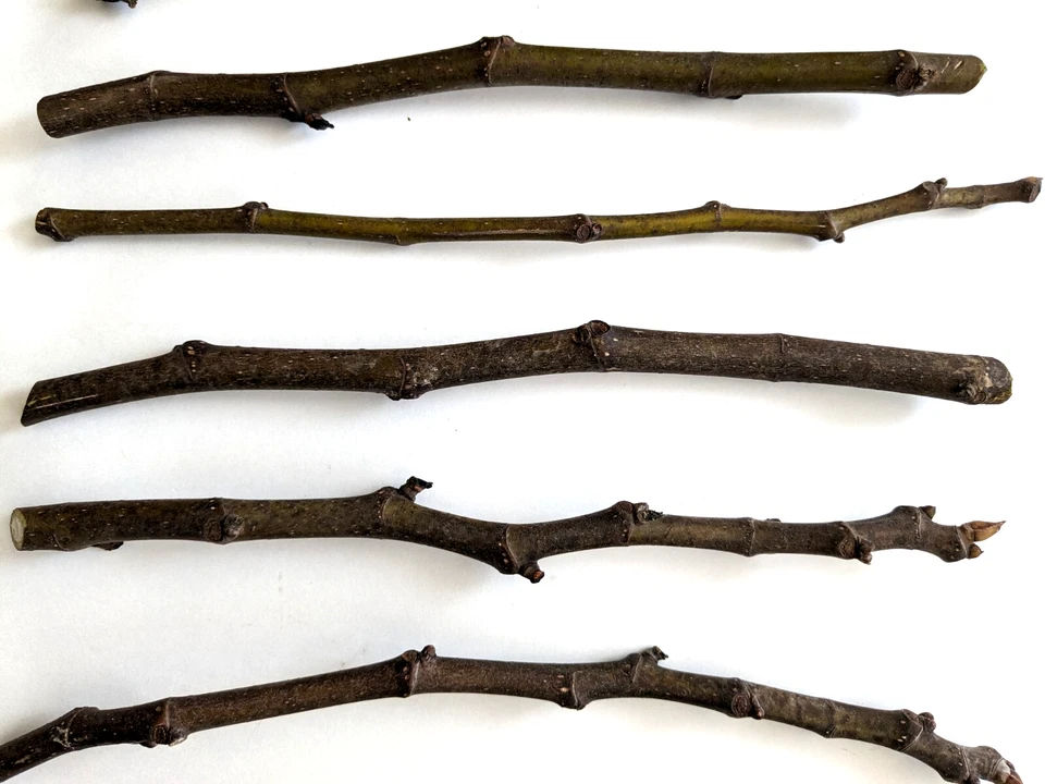 Chicago Hardy Fig Tree Cuttings – 5 Live Fig Cuttings 9–10 Inch with 5 Nodes Average, Ficus Carica