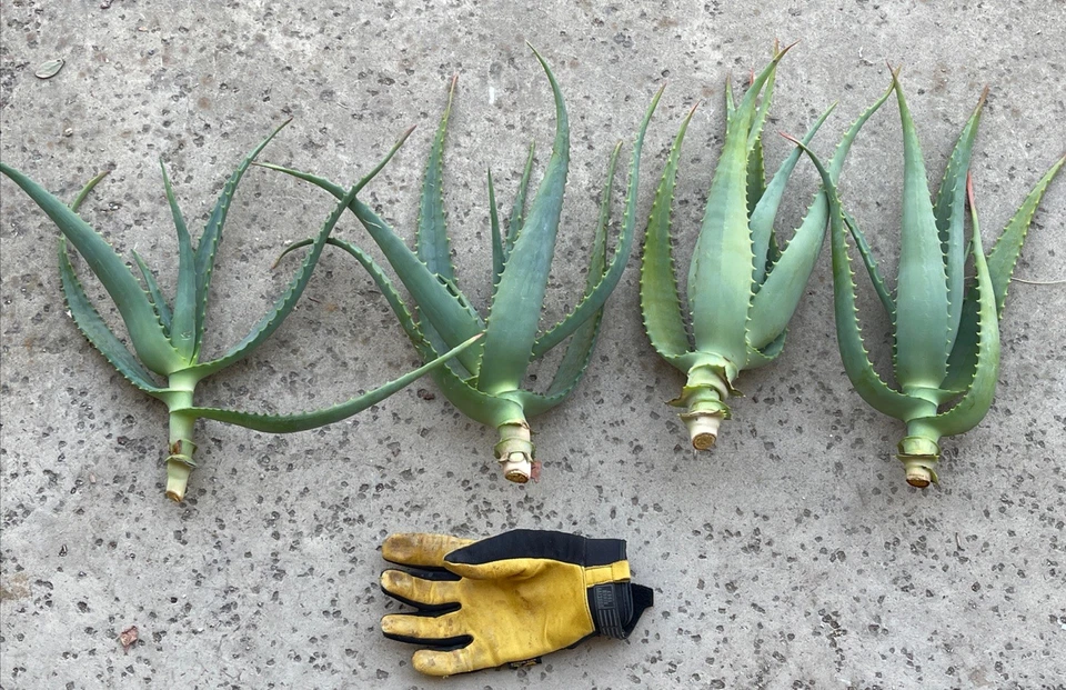 Aloe x Principis Raw Cuttings for Planting – Live Ornamental Aloe Stems Sized for 1 Gallon Pot