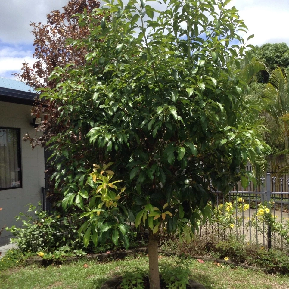 Rare Cleopatra Avocado Cuttings – 5 Fresh Wax-Dipped Scions for Grafting, Premium Persea americana Wood