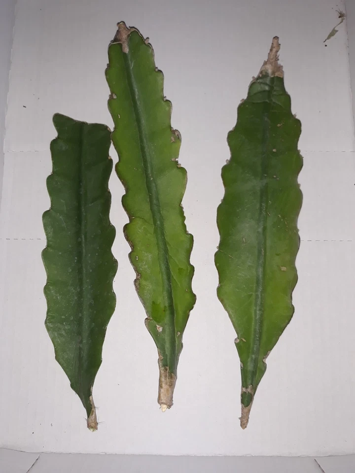 Epiphyllum Orchid Cactus Pink – 3 Unrooted Cuttings – Night Blooming Cactus Plant