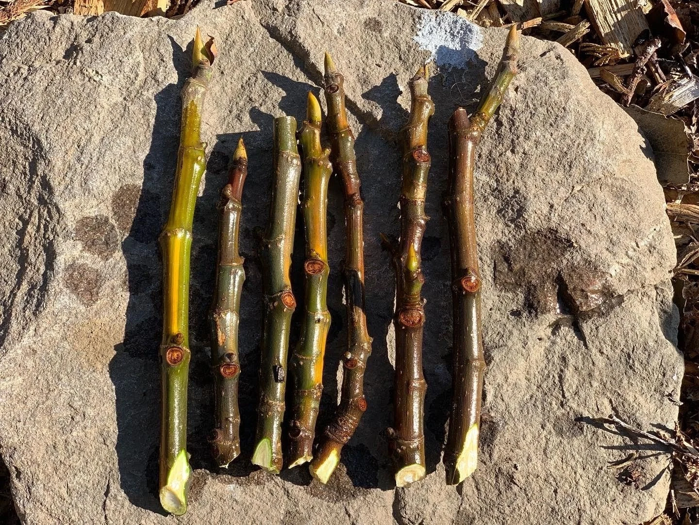 Fig Tree Unrooted Cuttings – 3 Ficus carica Cuttings for Propagation and Home Growing