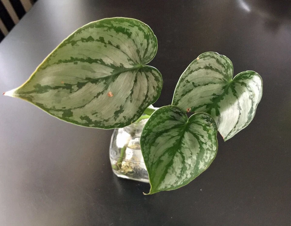 Philodendron brandtianum – 5 Fresh Unrooted Cuttings – Silver-Patterned Climbing Vine Starter for Indoor Pots and Trellises