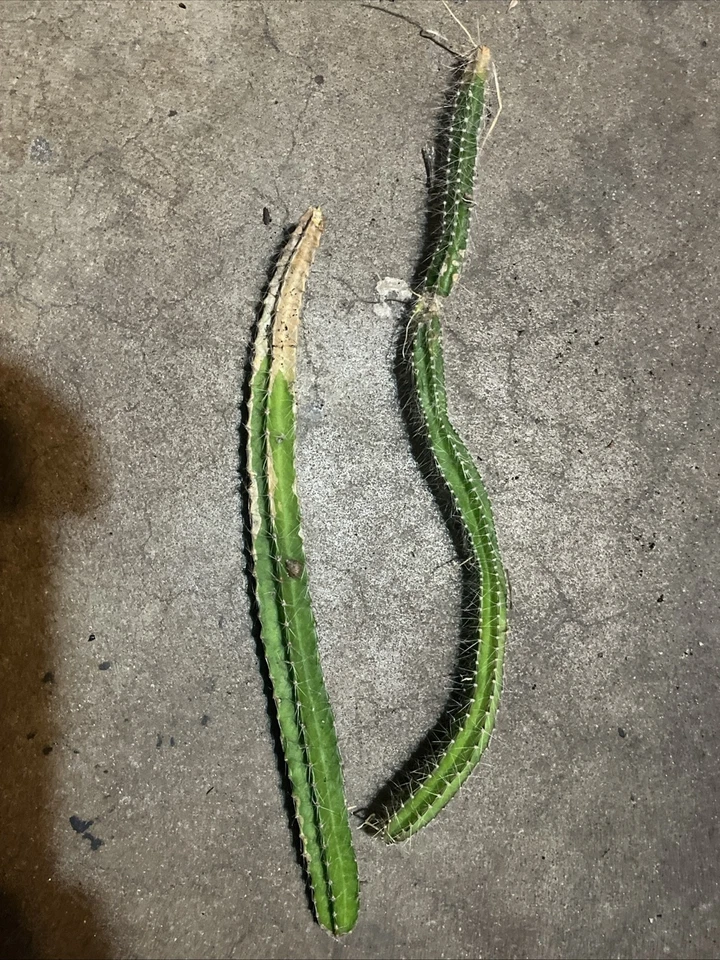 Strophocactus testudo Dog Tail Cactus – Live Rooted Pieces 4–6 Inch Succulent Stems (2–3 Cuttings)