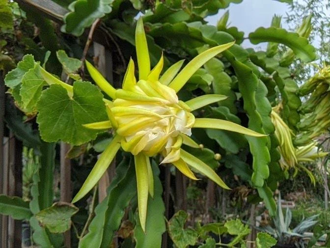 Red Dragon Fruit Cutting – Live Pitaya Cactus Cutting for Planting, Tropical Climbing Fruit Plant