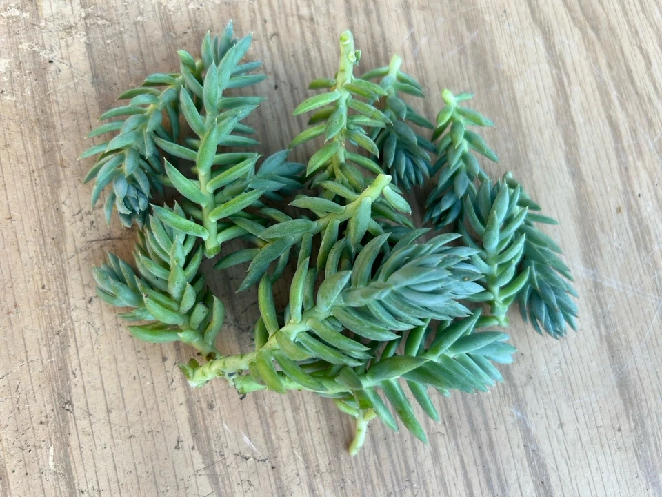 Blue Spruce Sedum Unrooted Cuttings – 10 Sedum reflexum Succulent Cuttings for Propagation and Containers