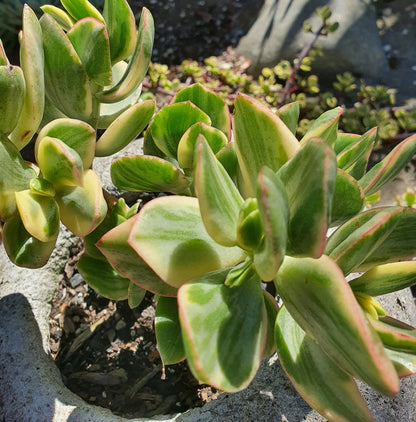 Variegated Jade Cuttings – 3 Crassula ovata Variegata Yellow Green Succulent Stems, Live Unrooted Starter Plants