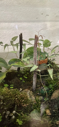 Cissus amazonica Cutting 6 Leaf Stem, Vivarium Terrarium Plant for Tropical Enclosures and Indoor Propagation