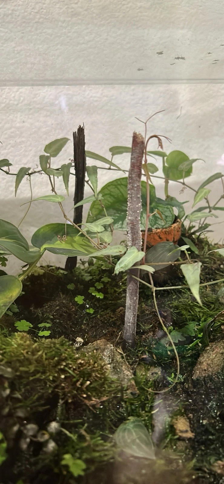 Cissus amazonica Cutting 6 Leaf Stem, Vivarium Terrarium Plant for Tropical Enclosures and Indoor Propagation