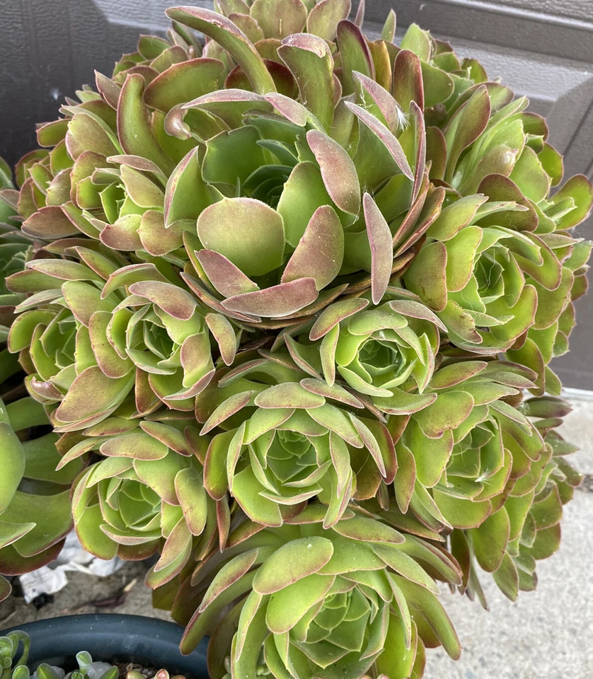 Aeonium Succulent Cuttings – 5 Pieces, 3 Inch Wide Rosettes – Fresh Mixed Aeonium Starter Cuttings