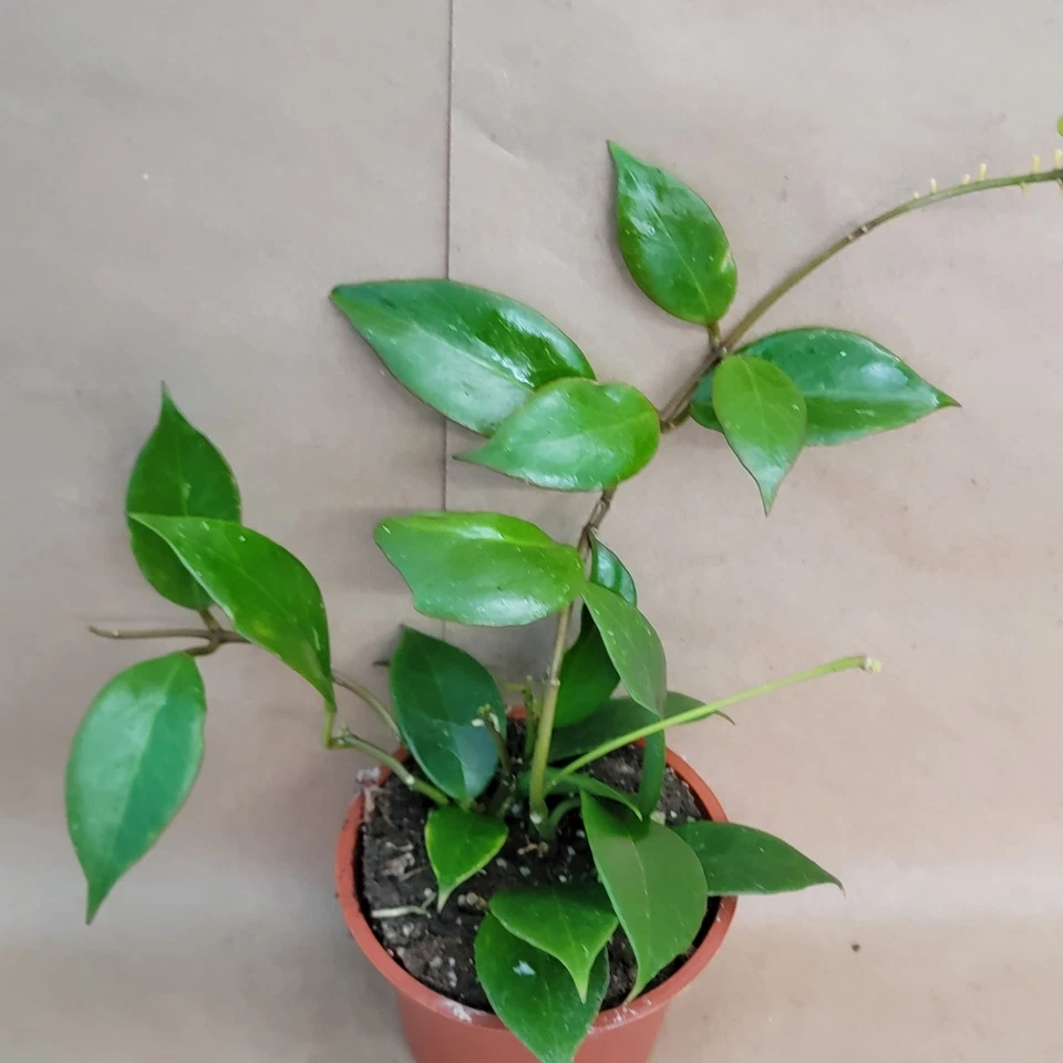 Hoya Sunrise Live Plant Rare Indoor Houseplant Hoya Carnosa 4 Inch Pot