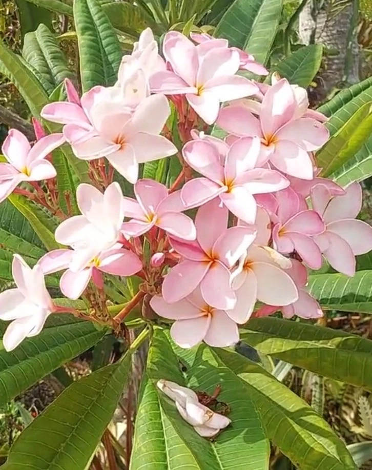 Hawaiian Pastel Pink Plumeria Frangipani Fresh Cutting 10 Inch Single Head