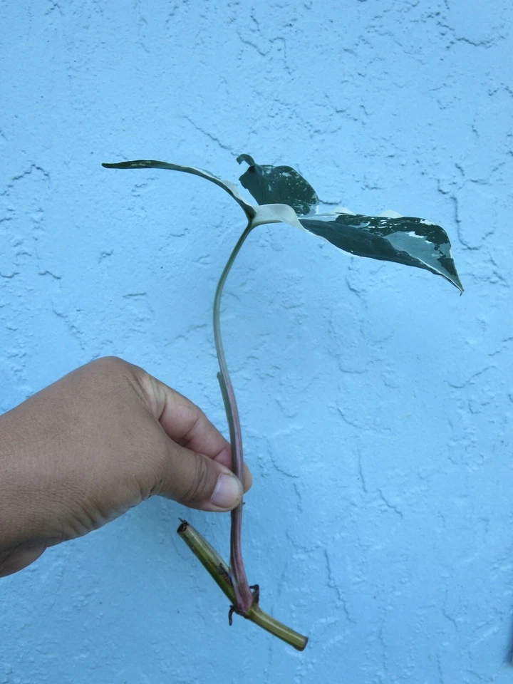 Variegated Syngonium Albo Cuttings – 2 Live Unrooted Syngonium Podophyllum Albo Houseplant Cuttings
