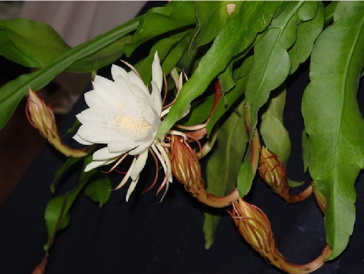 Queen of the Night Orchid Cactus Live Plants – 2 Epiphyllum oxypetalum Rooted Plants, Night Blooming Cactus