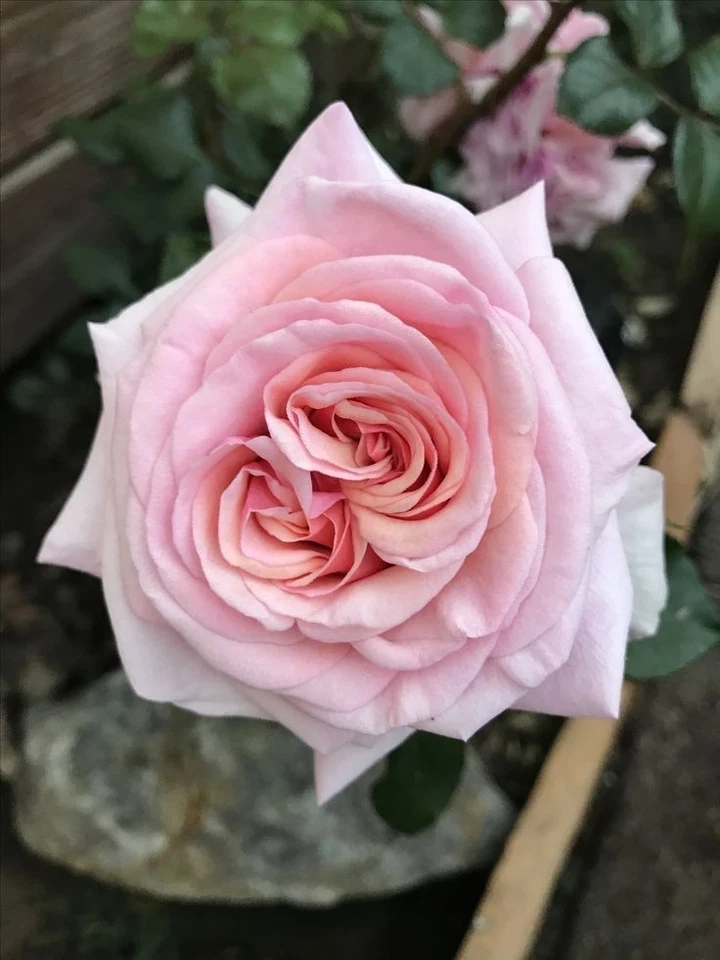 Lady Ashe Climbing Rose Cuttings – 5 Fresh Unrooted Rose Cuttings – Rosa Hybrid with Fragrant Blooms