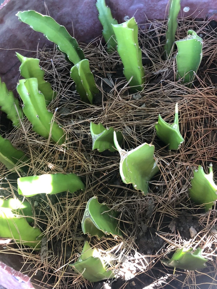 White Dragon Fruit Cuttings – 5 Fresh Unrooted Pieces – Pitaya Cactus Ready to Plant