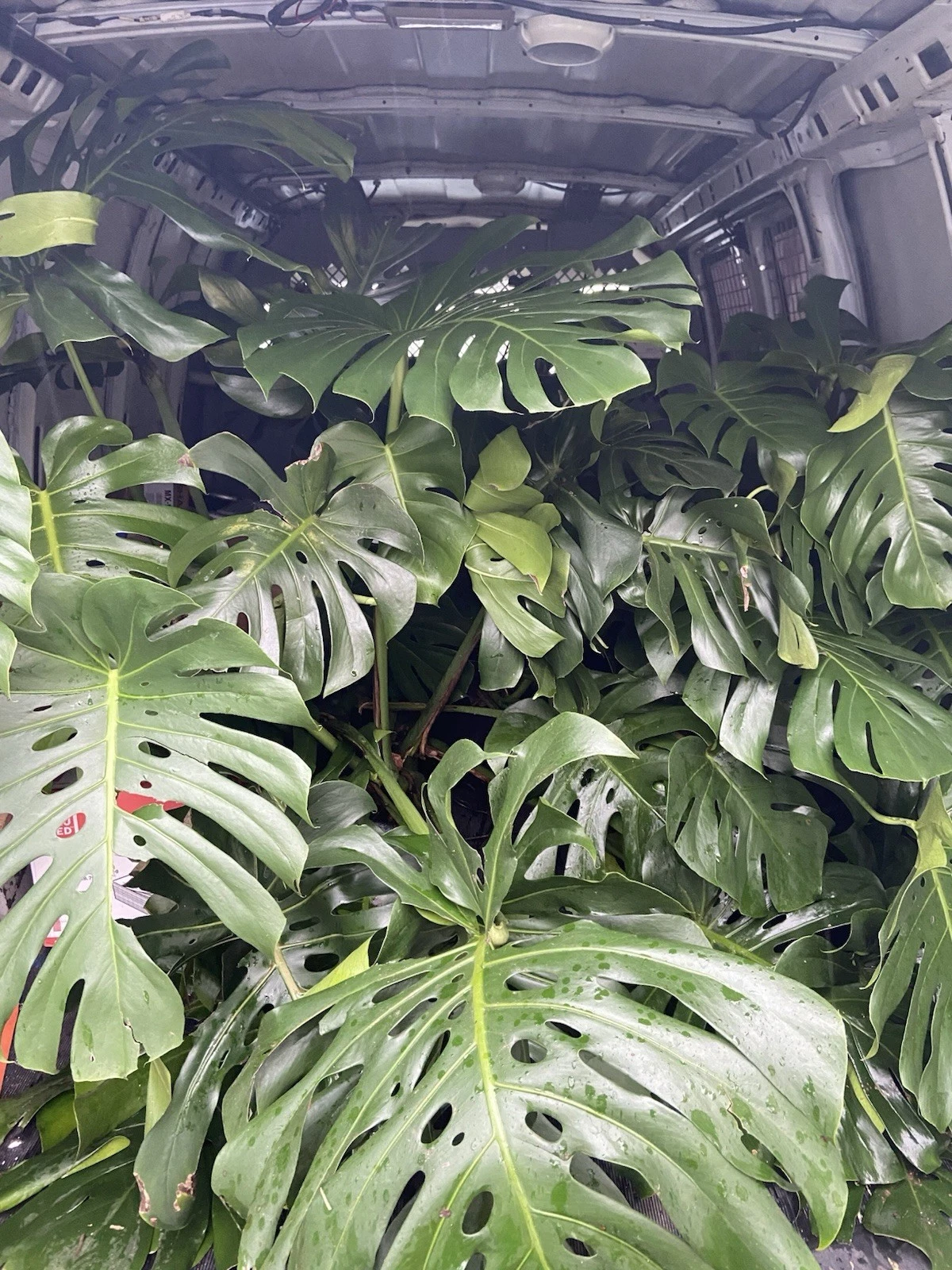 Fully Rooted Monstera Deliciosa Live Plant, Tropical Houseplant with 2–3 Leaves Ready to Grow