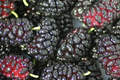 Black Mulberry Cuttings – 12 Thin Morus nigra Unrooted Cuttings for Propagation