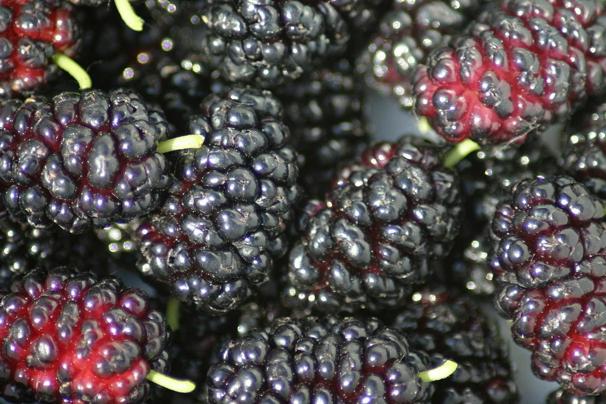 Black Mulberry Cuttings – 12 Thin Morus nigra Unrooted Cuttings for Propagation