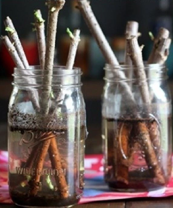 York Elderberry Hardwood Cuttings 6 Inch Plus, Sambucus canadensis Unrooted Cuttings for Propagation Set of 10