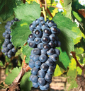 Concord Grape Cuttings Vitis Labrusca 10 Pieces Fresh Unrooted Cuttings For Rooting