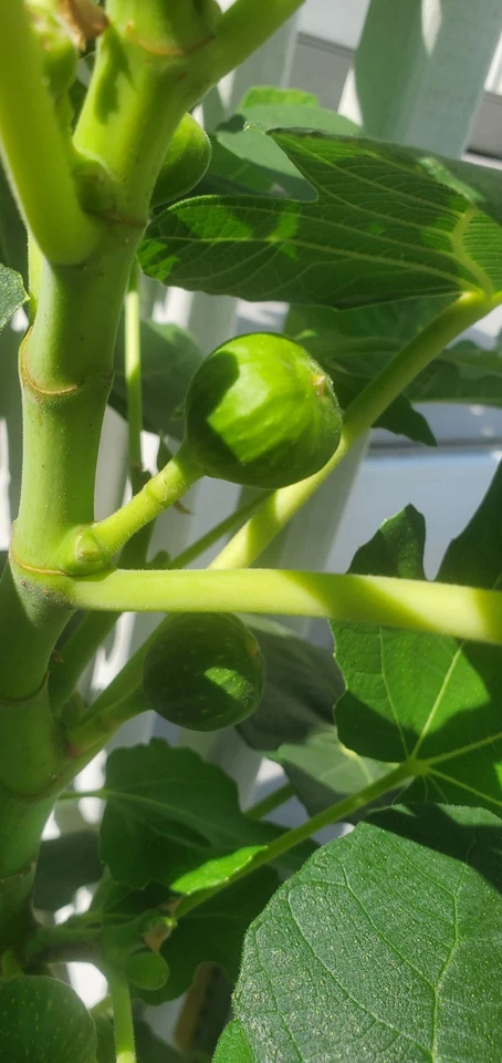 Brown Turkey Fig Unrooted Cuttings – 25 Ficus carica Cuttings, 10 Inch Long Fig Tree Cuttings for Propagation