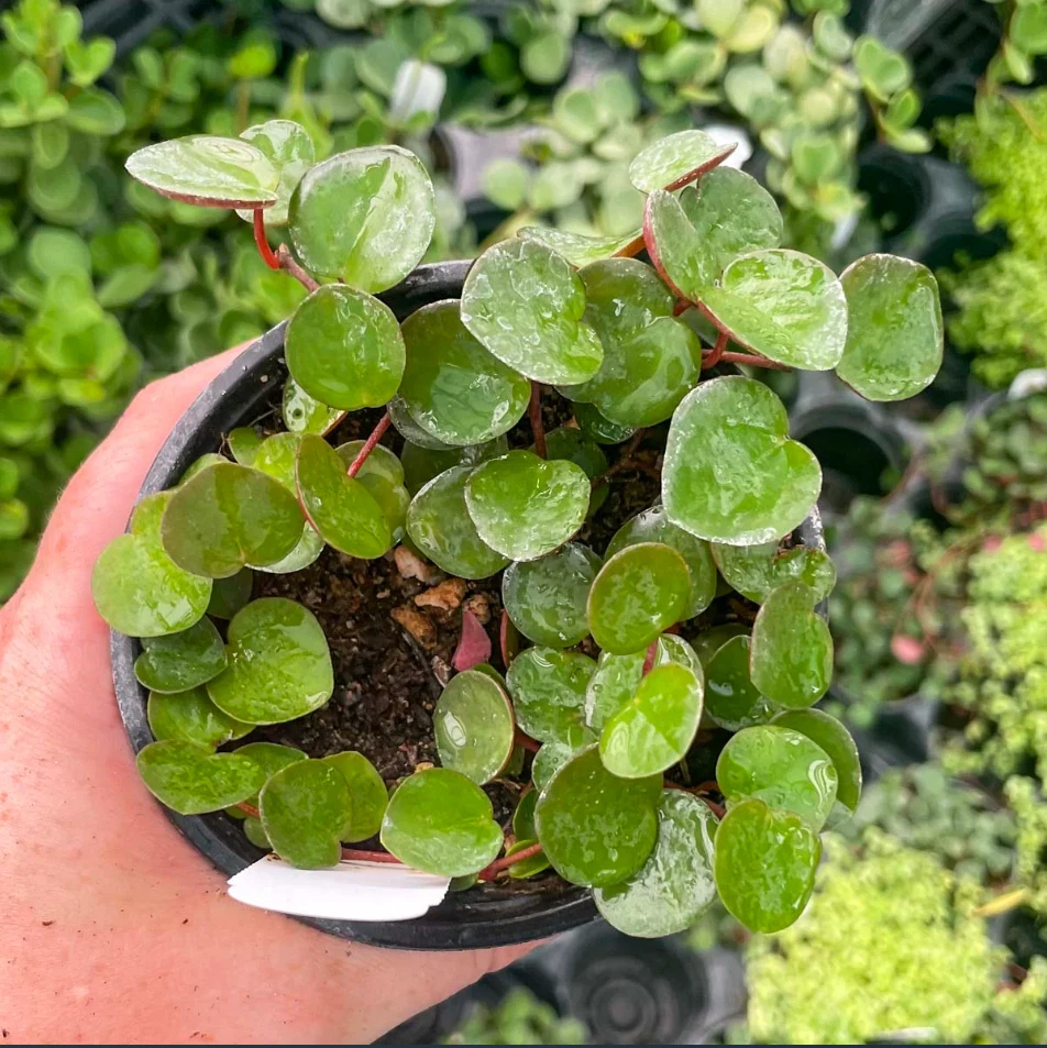 Peperomia Ruby Cascade Live Plant – Trailing Succulent-Style Houseplant in 2 Inch Pot for Indoor Growing