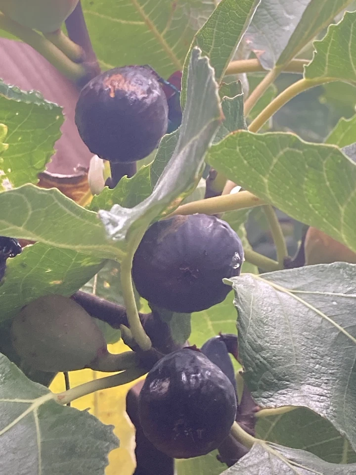 Greek Isles Black Jack Fig Tree Cuttings – 10 Unrooted Scions for Propagation, Ficus carica
