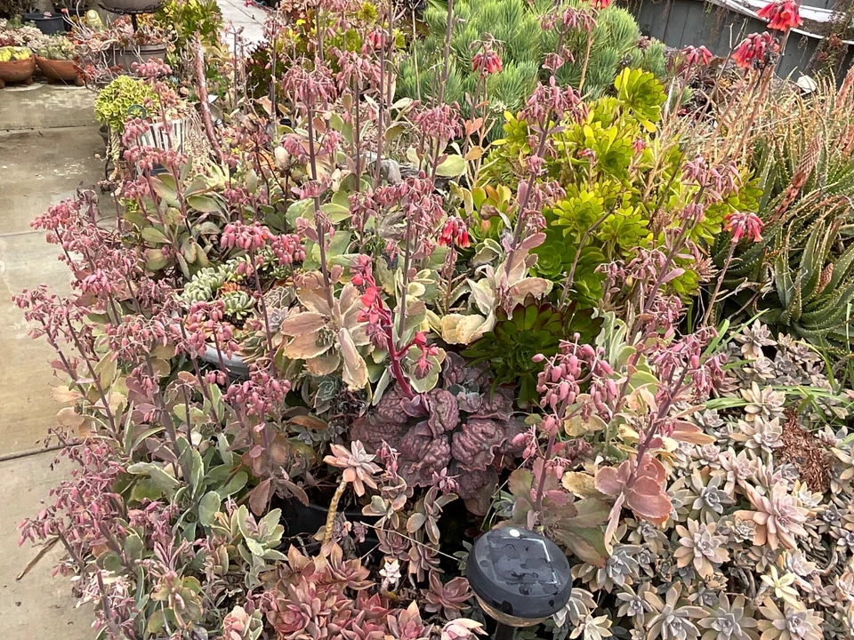 Kalanchoe fedtschenkoi ‘Lavender Scallops’ – Live Succulent Cutting/Starter, Variegated Blue-Green Leaves with Pink Edges