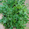 Peperomia Prostrata String of Turtles 3 Inch Potted Houseplant – Trailing Indoor Plant with Turtle Pattern Leaves