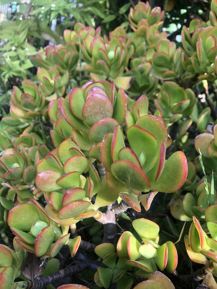 Crassula ovata Jade Plant – 3 Fresh Cuttings (3–5”) – Live Succulent Stem Cuttings for Rooting and Propagation