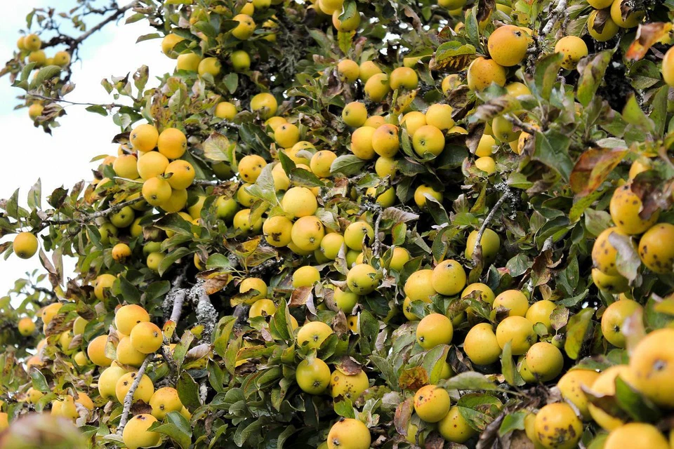 Golden Delicious Apple Scion Cuttings – 40 Unrooted Stems for Grafting or Rooting