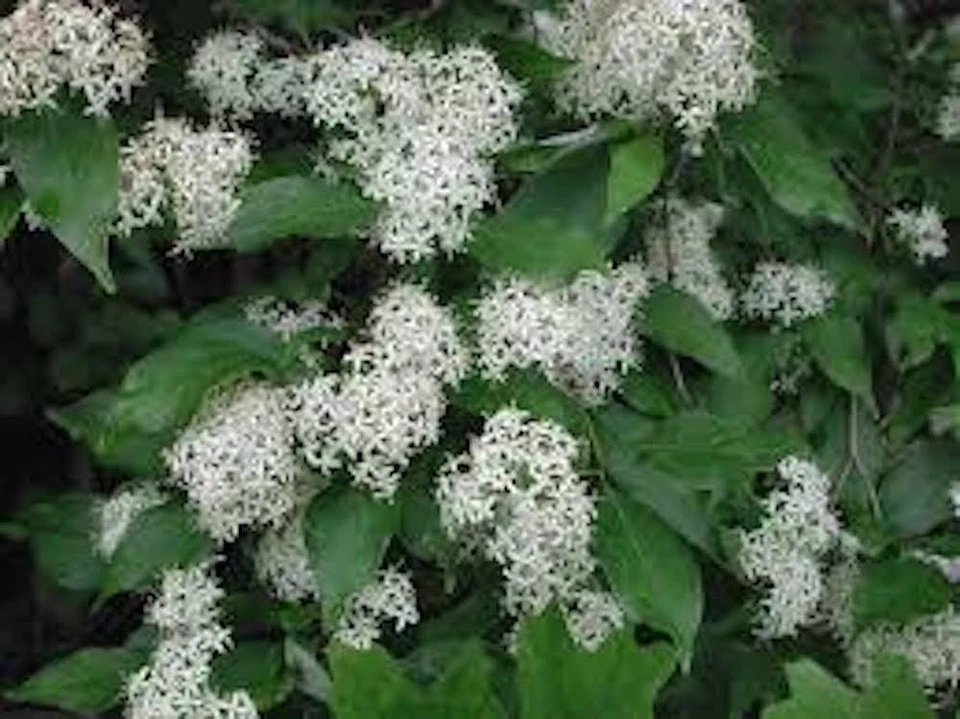 Red Twig Dogwood Live Shrub – Cornus sericea 12–24 Inch Tall Landscape Coral Dogwood Starter Plant