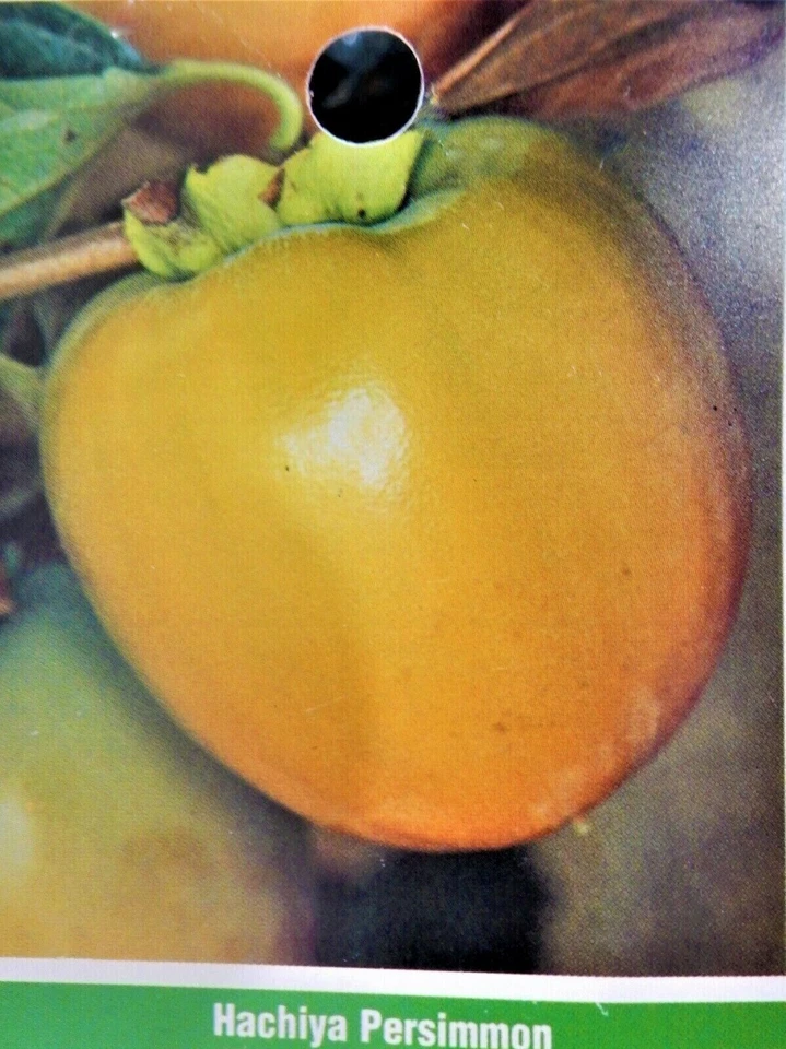 Hachiya Persimmon Tree Cuttings for Planting – 4 Unrooted Stems 6–8 Inch, Diospyros Kaki