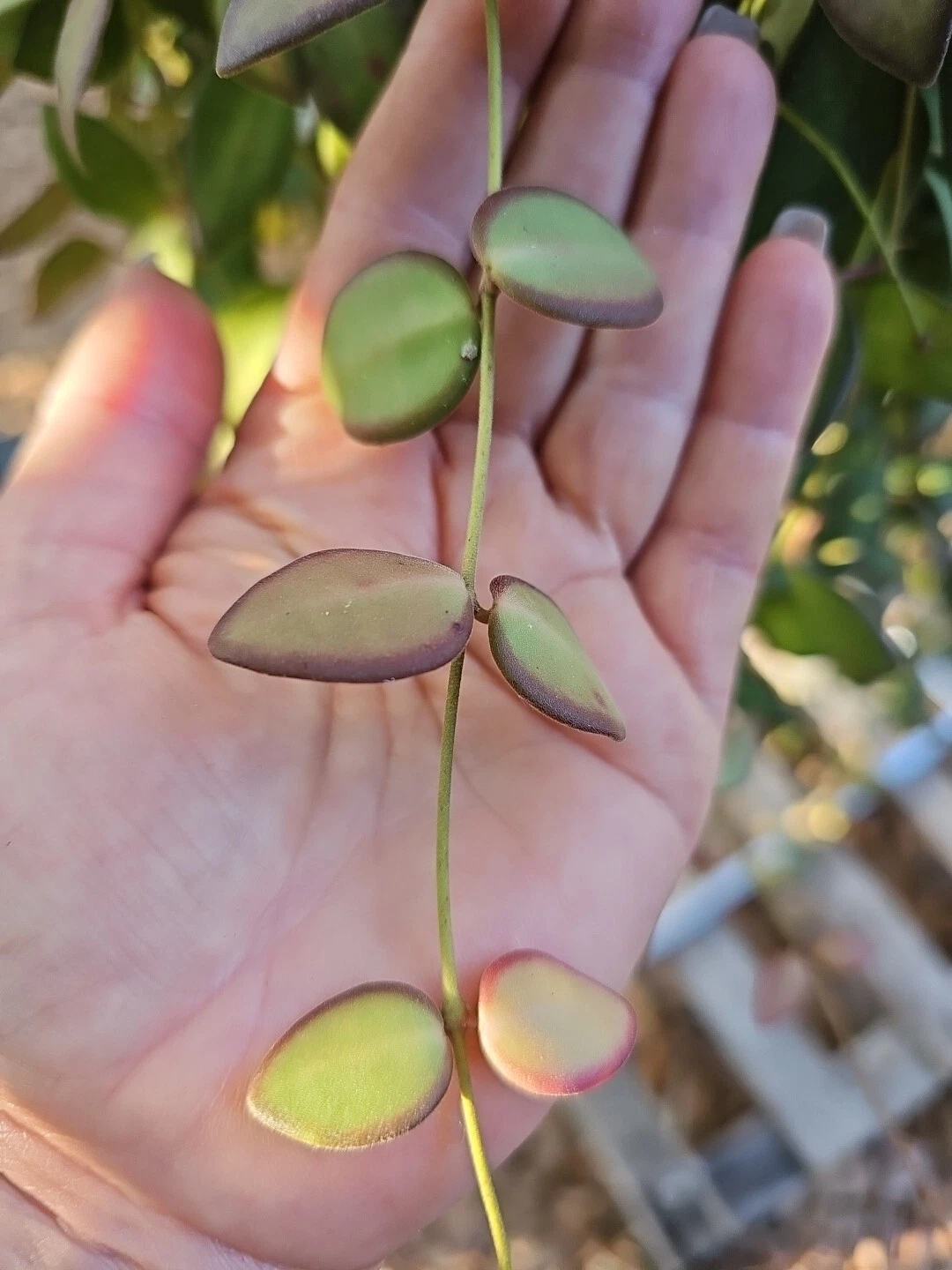 Hoya burtoniae Cutting – Fresh 3-Node Unrooted Wax Plant Stem, Not DS-70 or Bilobata, Live Houseplant Starter
