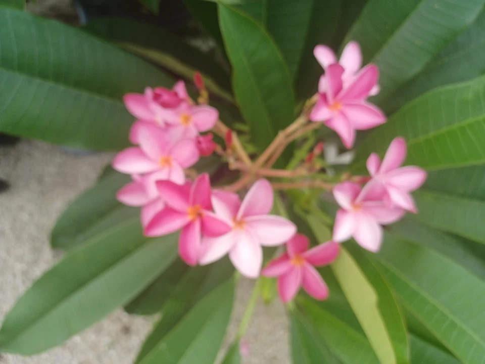 Plumeria Cuttings for Planting – Fresh Frangipani Stems, Flower Color as Shown in Photo