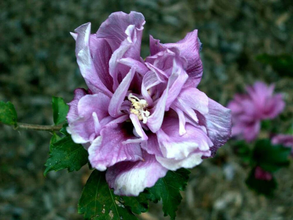 Double Purple Pink Rose of Sharon Cuttings – 10 Unrooted Hibiscus Syriacus Stems, Live Shrub Cuttings Ready to Plant