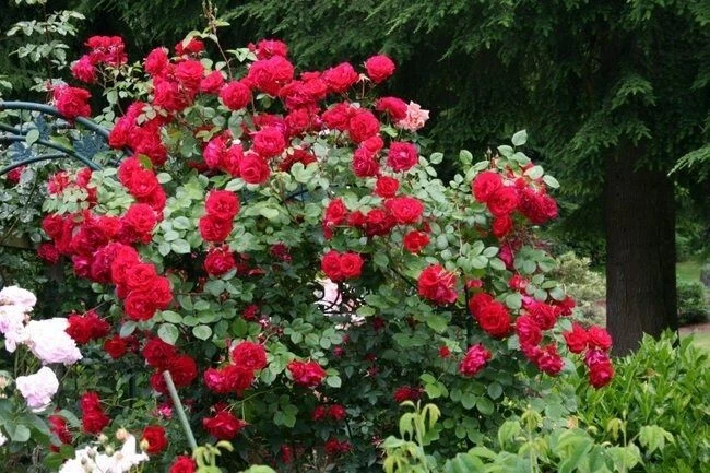 The Prince’s Trust Rose Cuttings – 6 Live Unrooted English Legend Climbing Rose Cuttings for Propagation