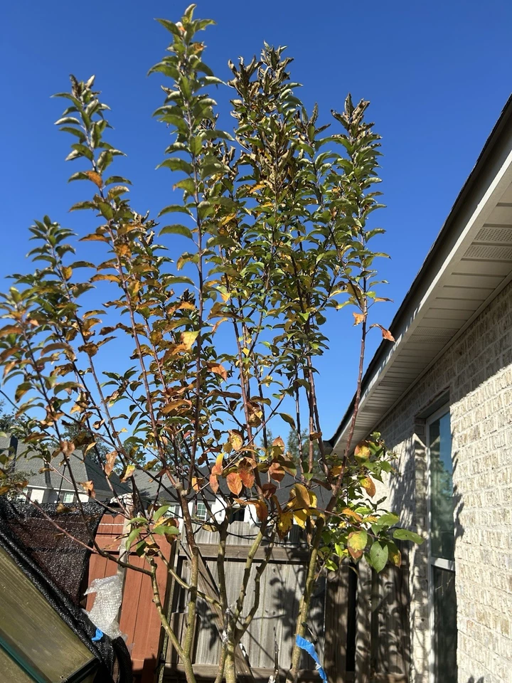 Apple Tree Cuttings for Grafting and Rooting, Live Fruit Tree Scions for Propagation and Home Orchard Growing