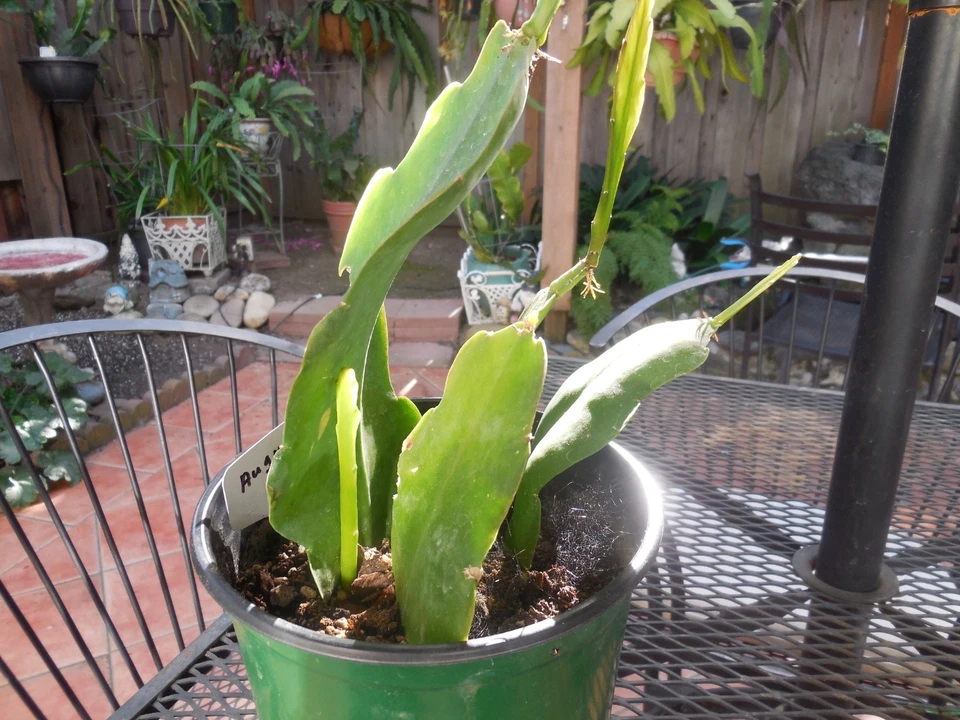 Epiphyllum ‘Flying Silk’ Orchid Cactus – 4 Rooted Cuttings in Pot, Live Epiphytic Cactus Plant