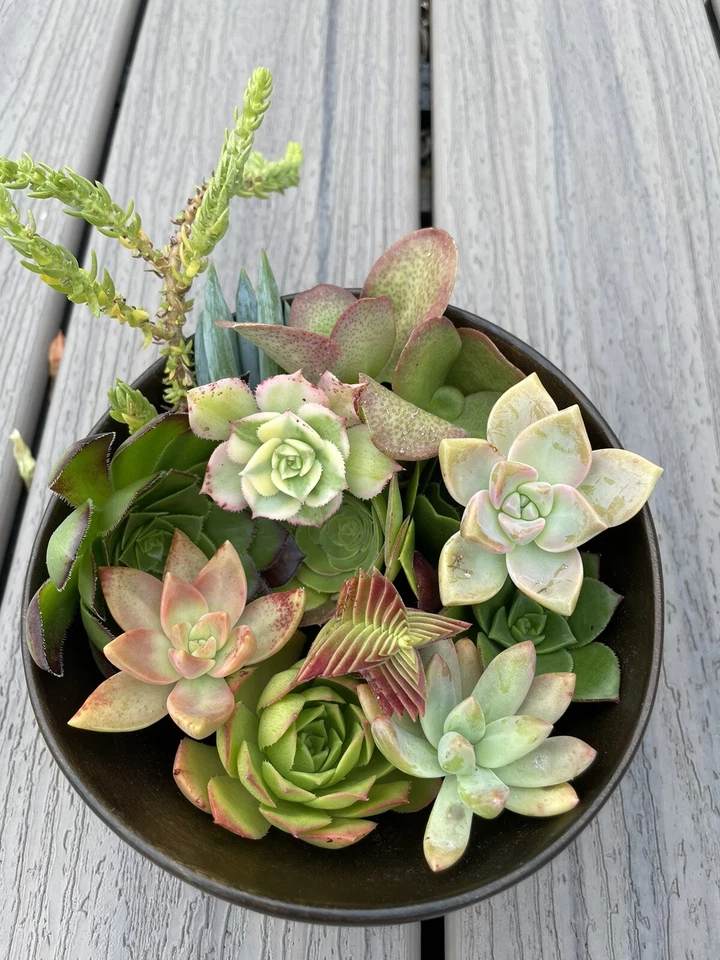 Assorted Succulent Cuttings – 15 Mixed Varieties, Fresh Unrooted Cuttings for Propagation