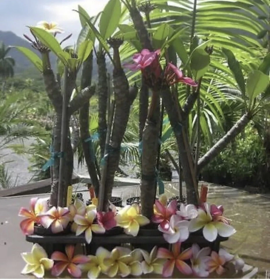 Pink Mist Plumeria Rooted Cutting – 12 Inch Plant with 3 Tips – Tropical Frangipani Starter